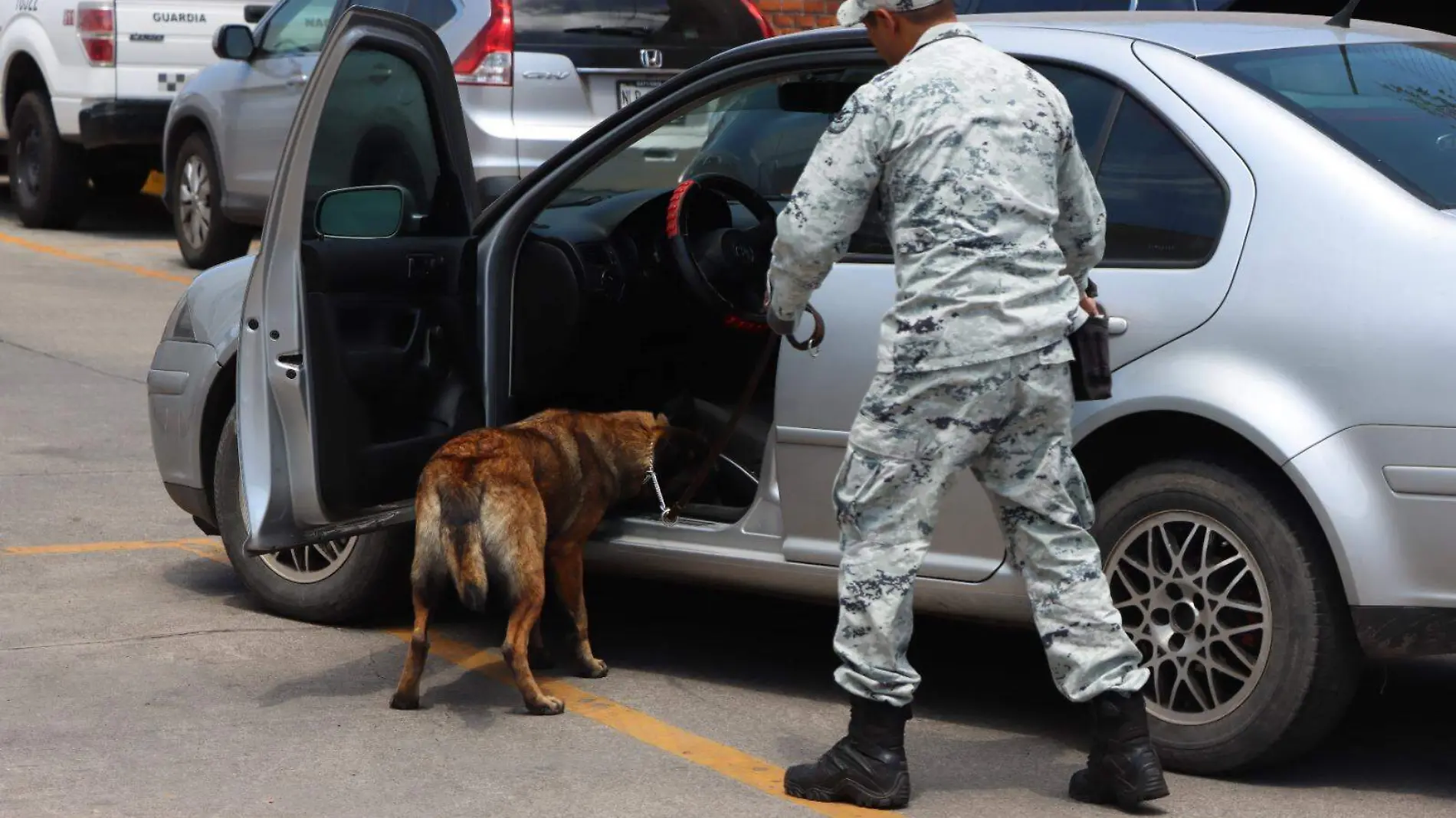 Capacitación de canes para la detección de narcóticos 1